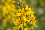 Ligularia sibirica