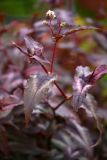 Persicaria microcephala