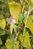 Calystegia spectabilis