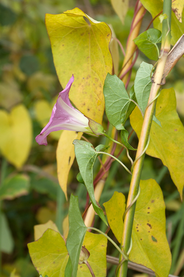 Image of Calystegia spectabilis specimen.