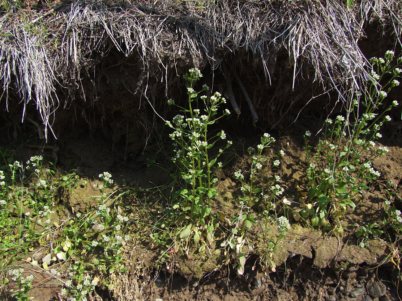 Image of Cochlearia officinalis specimen.