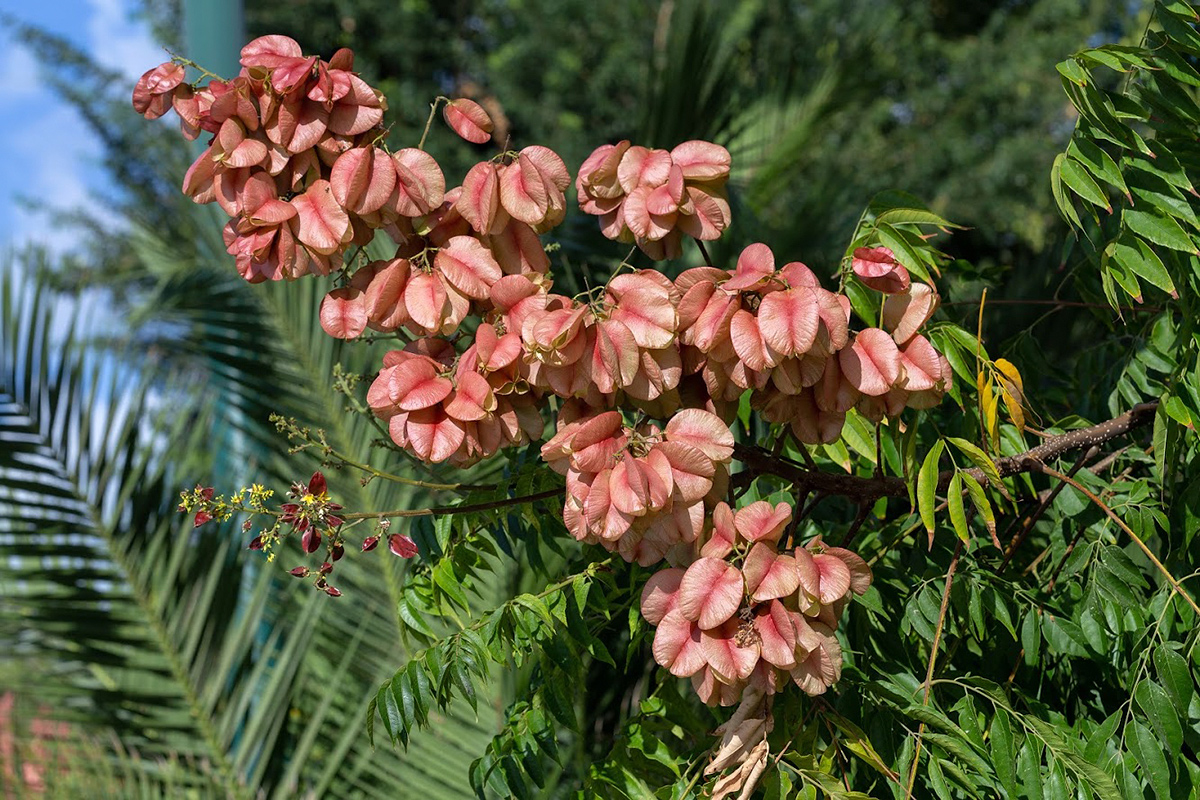 Image of Koelreuteria bipinnata specimen.