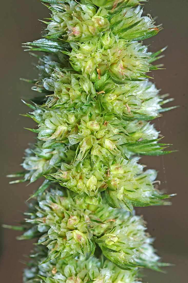 Image of Amaranthus retroflexus specimen.