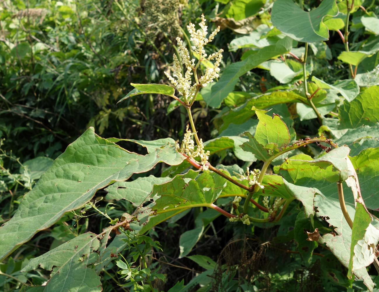 Изображение особи Reynoutria sachalinensis.