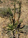 Eremurus inderiensis