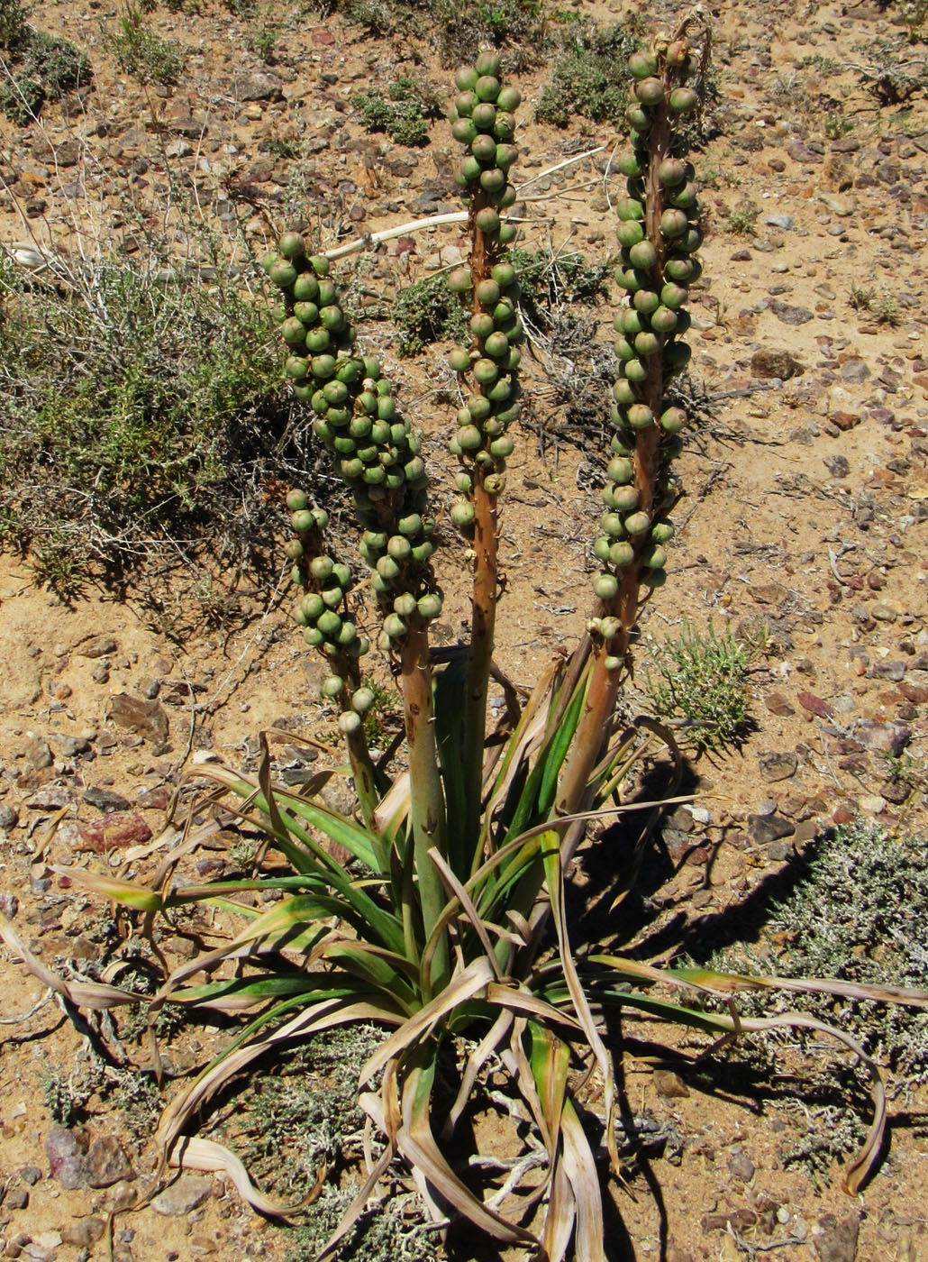 Изображение особи Eremurus inderiensis.