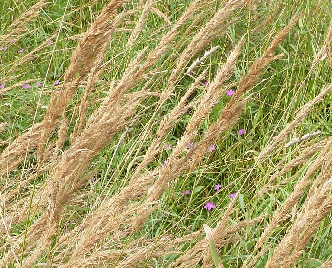 Изображение особи Calamagrostis epigeios.