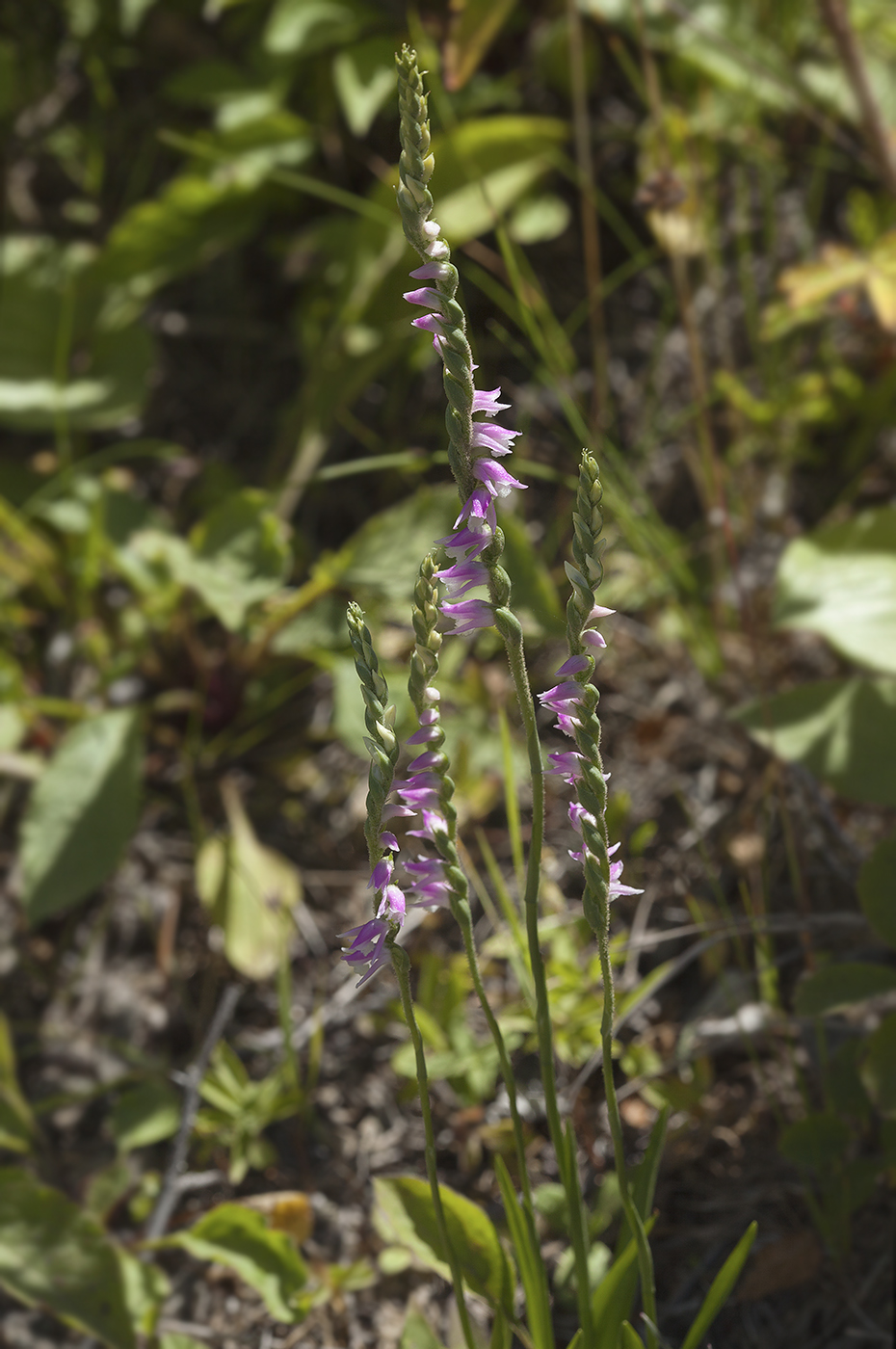 Изображение особи Spiranthes australis.