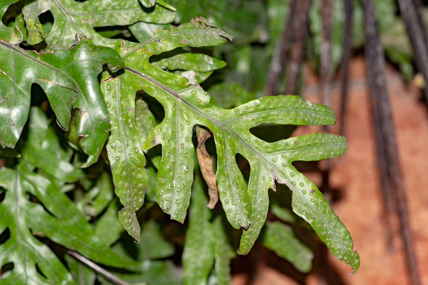 Изображение особи семейство Polypodiaceae.