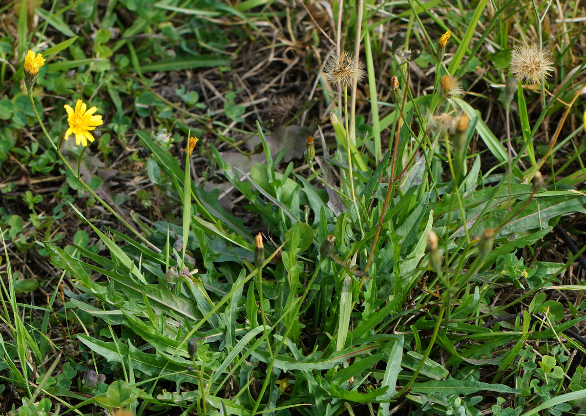 Image of Scorzoneroides autumnalis specimen.