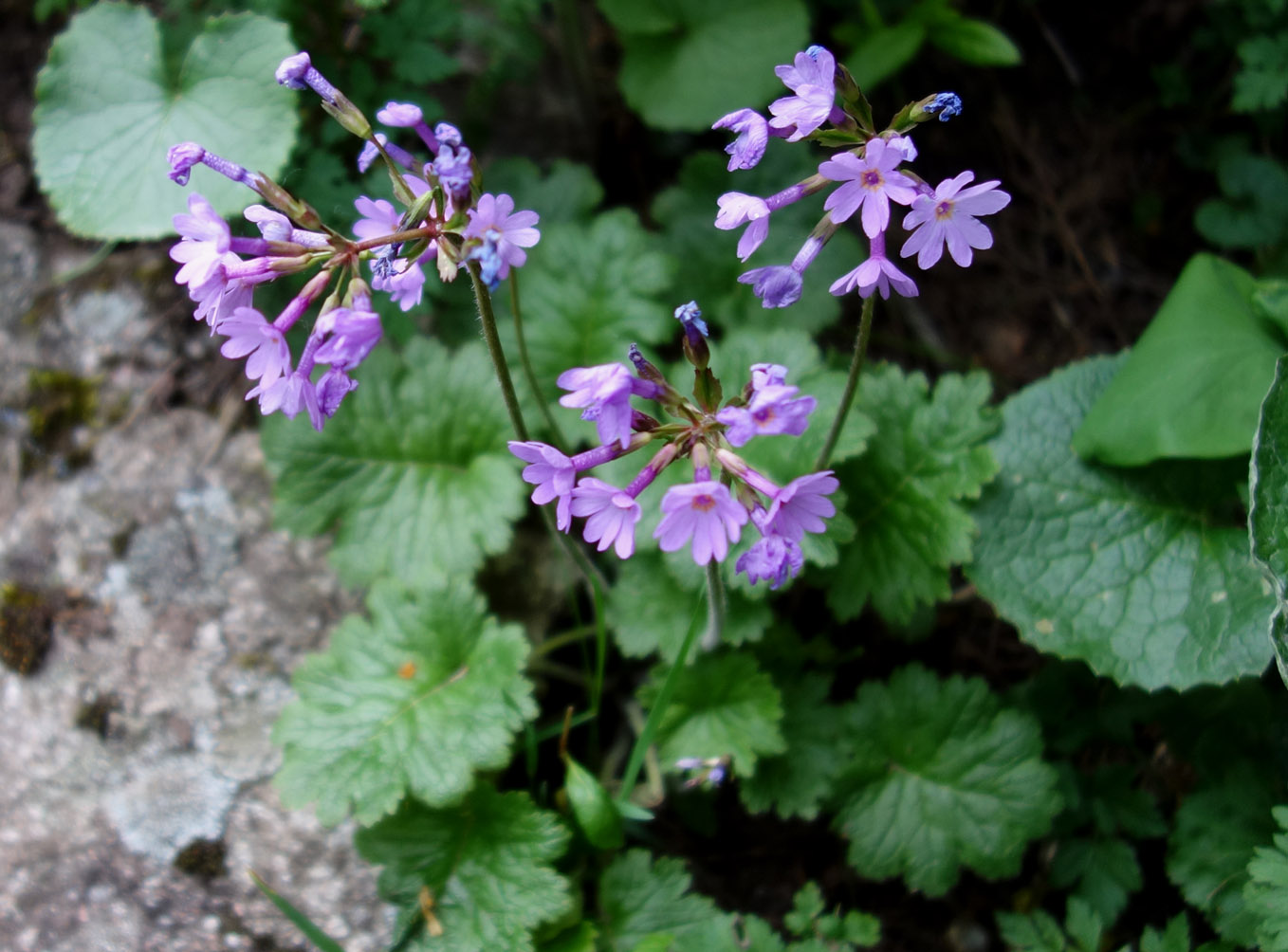 Изображение особи Primula kaufmanniana.