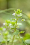 Veronica sublobata
