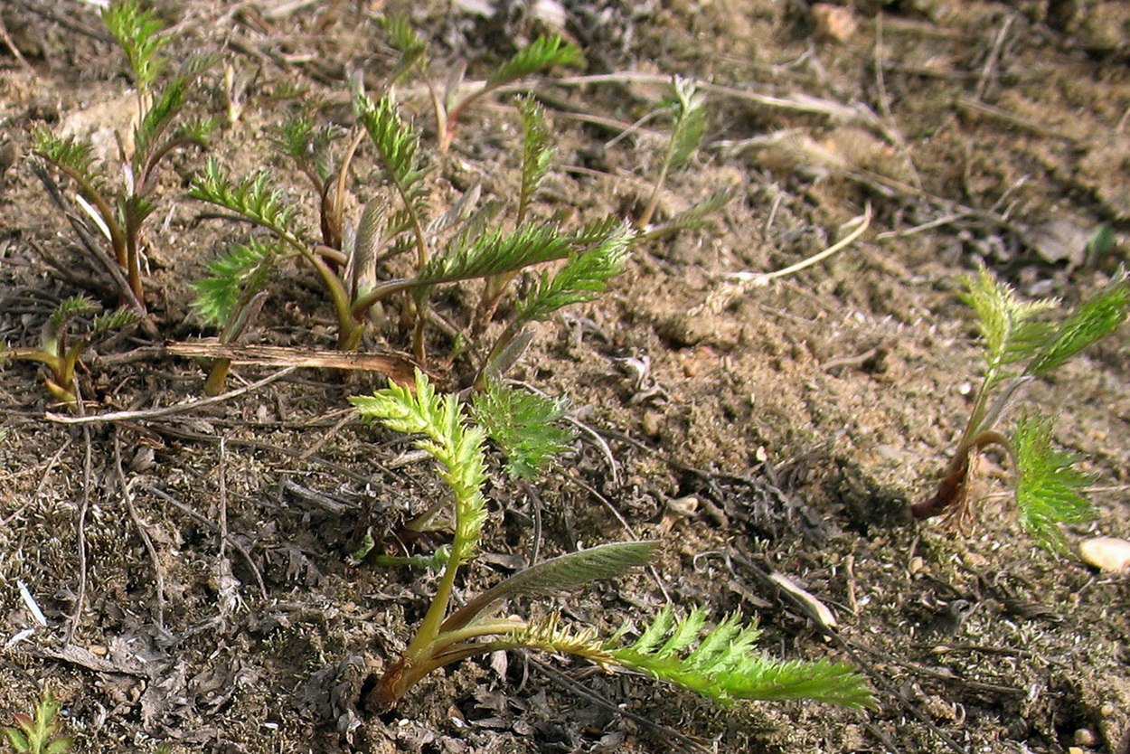 Image of Tanacetum vulgare specimen.