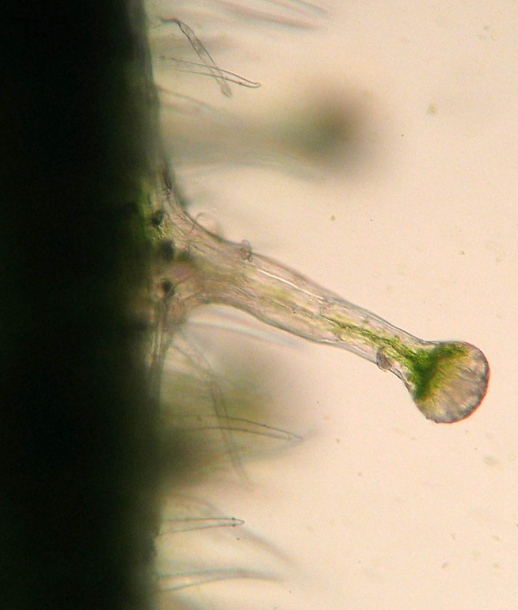 Image of Dontostemon hispidus specimen.