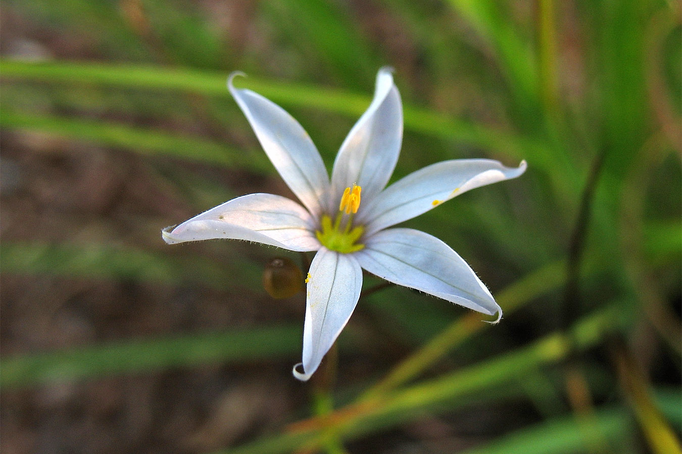 Изображение особи Sisyrinchium mucronatum.