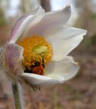 Pulsatilla vernalis. Цветок с опыляющим его шмелём. Карелия, Лахденпохский р-н, окр. пос. Ихала, хвойное мелколесье на каменистом склоне. 11.05.2019.