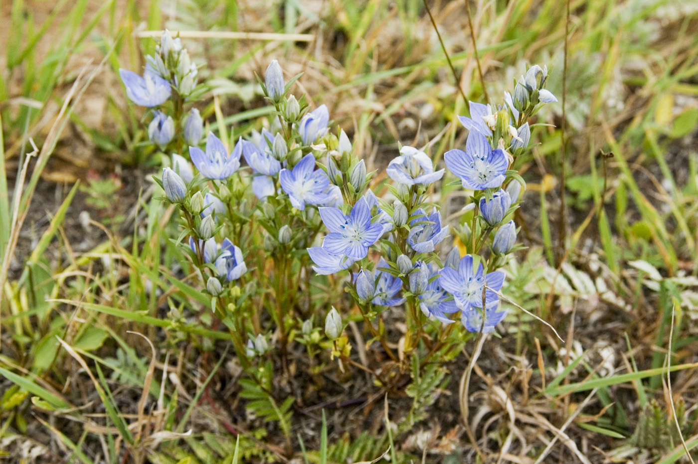 Image of Lomatogonium rotatum specimen.