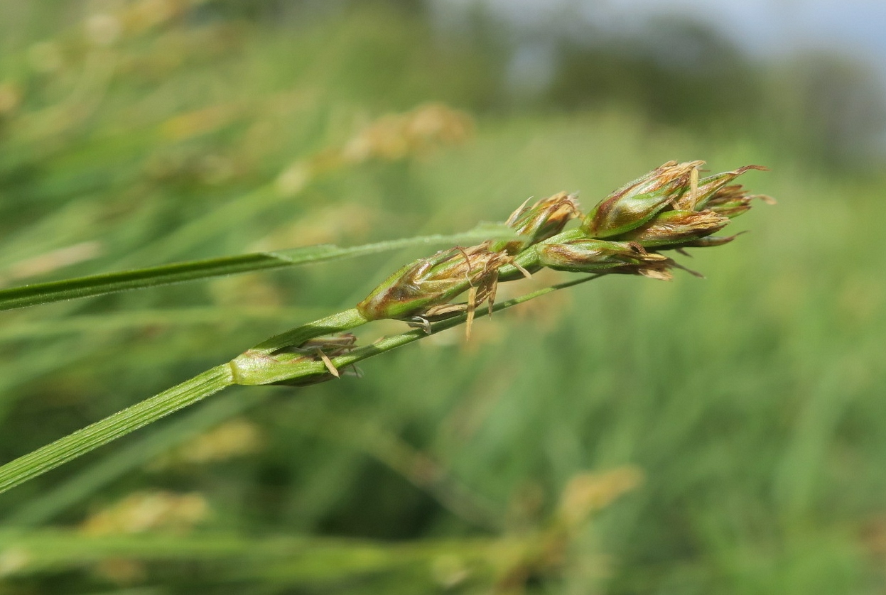 Image of Carex spicata specimen.