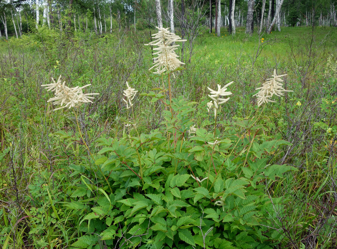 Image of Aruncus dioicus specimen.