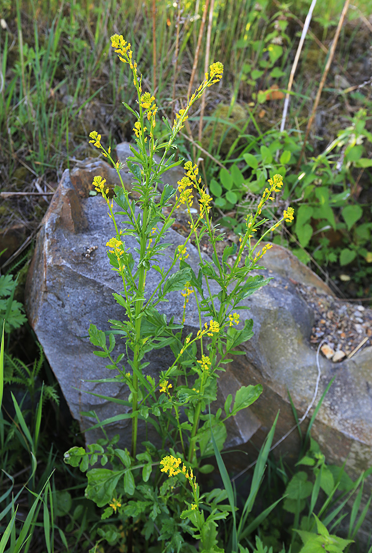 Image of Barbarea orthoceras specimen.