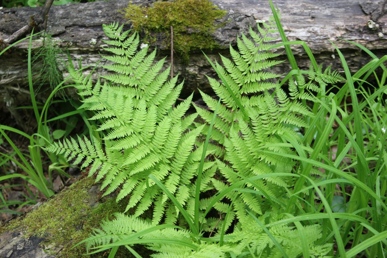 Image of Athyrium filix-femina specimen.