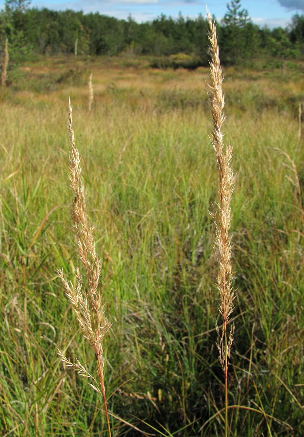 Изображение особи Calamagrostis canescens.