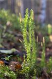 Lycopodium annotinum. Растение со стробилами. Карелия, Медвежьегорский р-н, берег р. Сонго, сосновый лес. 28.09.2019.