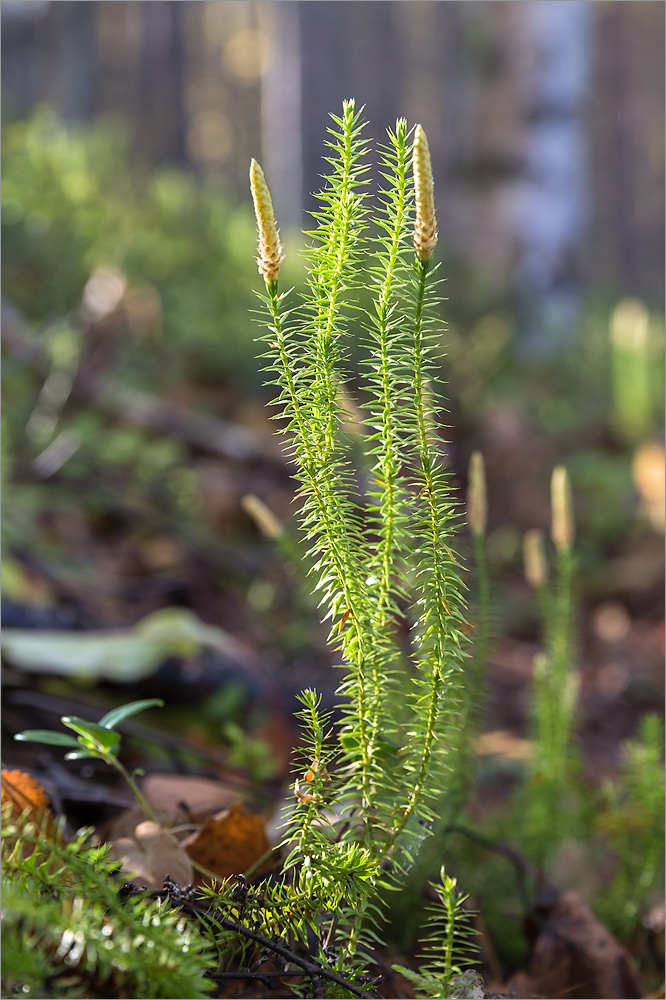 Изображение особи Lycopodium annotinum.