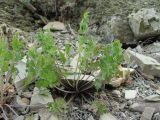 Pimpinella tragium. Вегетирующее растение. Краснодарский край, окр. г. Новороссийск, хр. Маркотх, каменистый берег ручья. 31.05.2020.