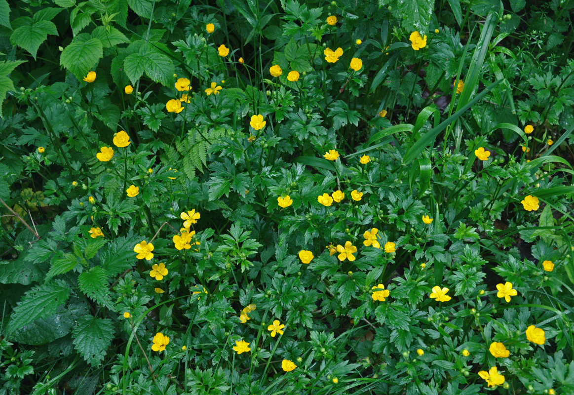 Image of Ranunculus repens specimen.