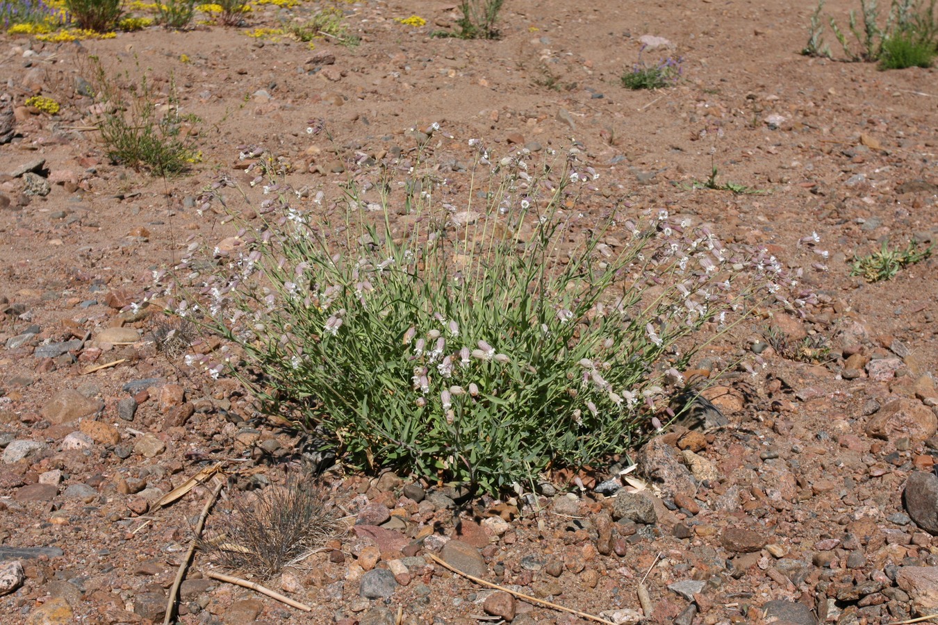 Изображение особи Oberna littoralis.