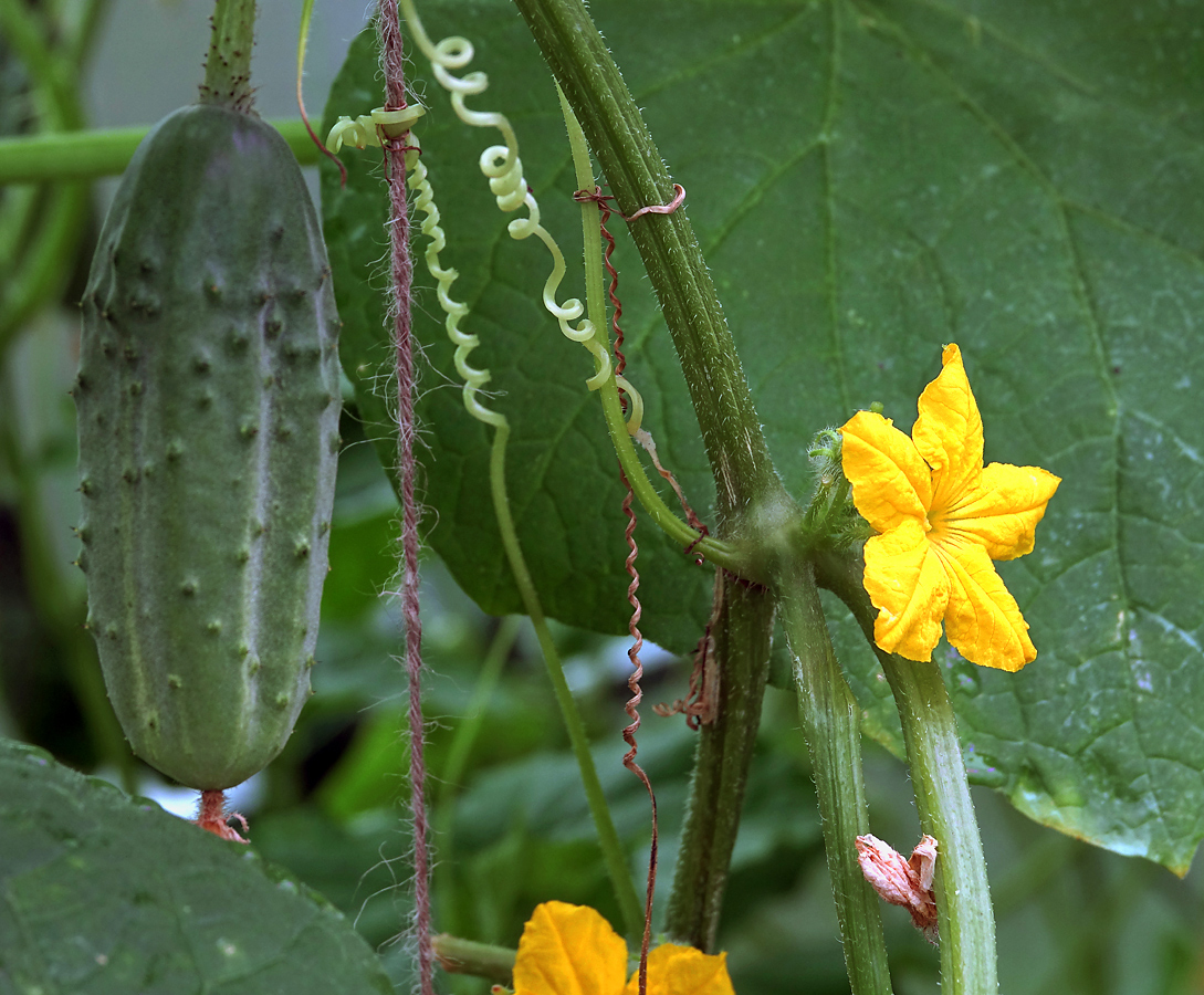 Image of Cucumis sativus specimen.