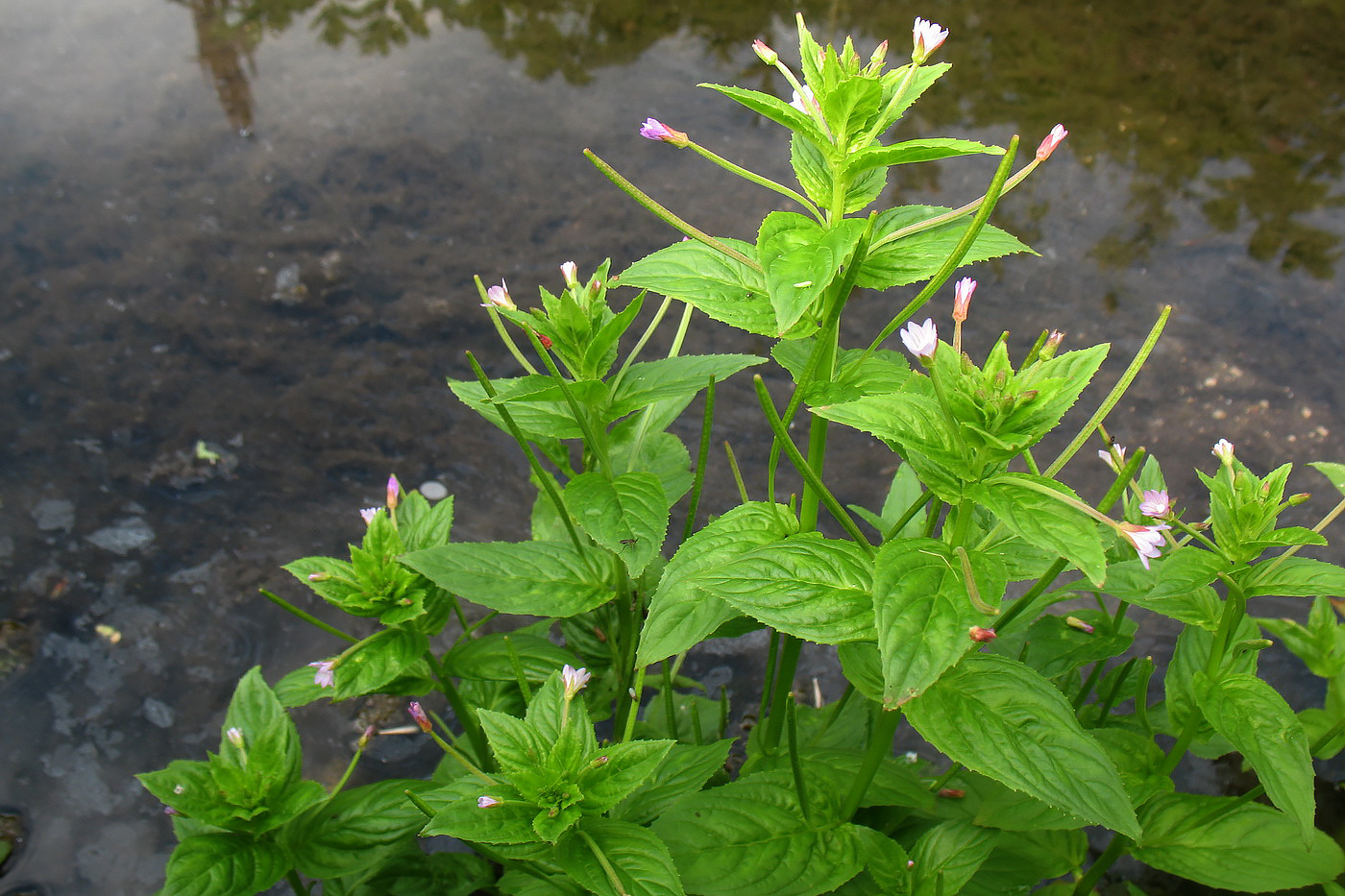 Image of Epilobium smyrneum specimen.