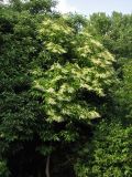 Oxydendrum arboreum. Цветущее растение. ФРГ, Нижняя Саксония, Ольденбург, ботанический сад Ольденбургского университета, в культуре. 2 августа 2008 г.