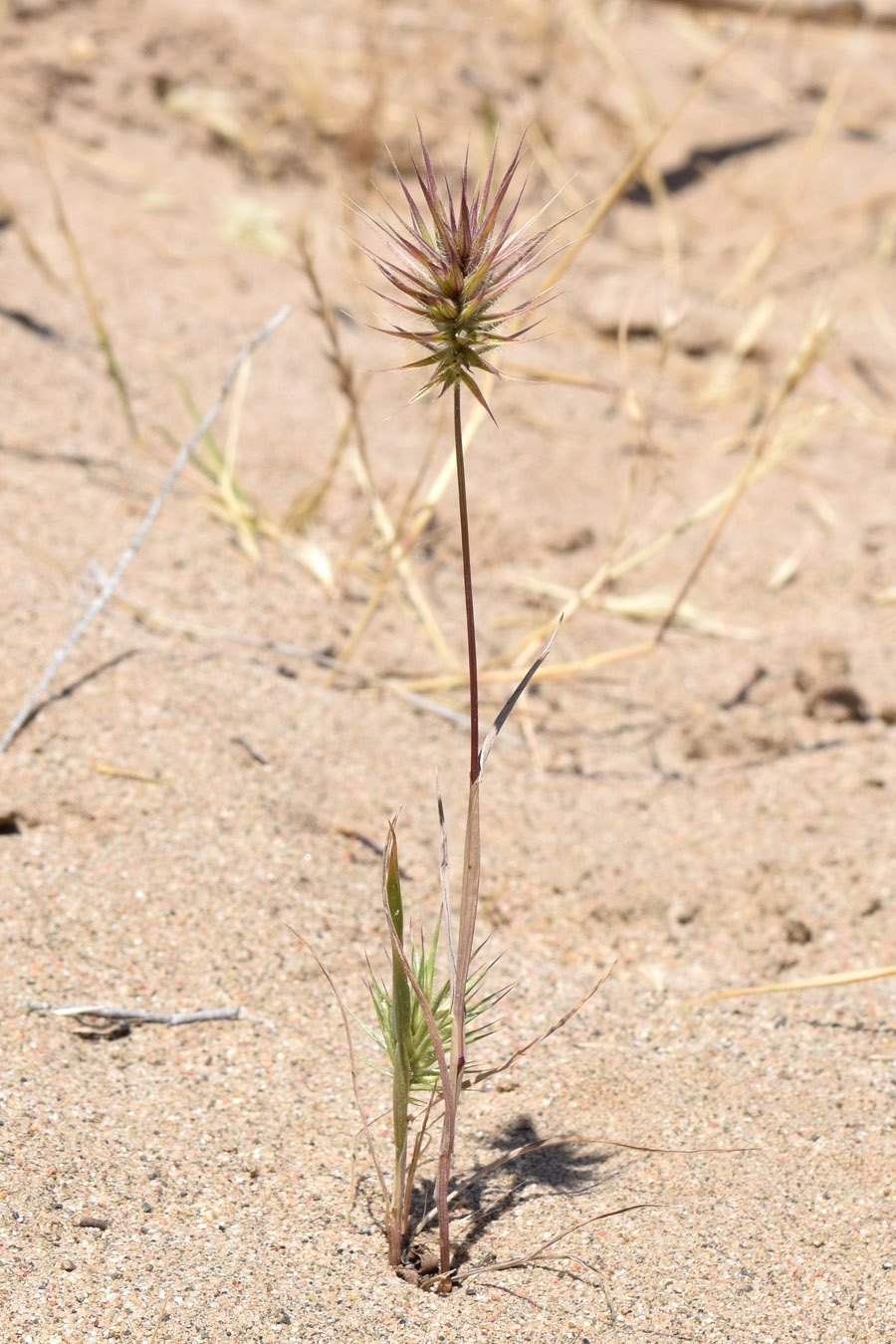 Image of Eremopyrum distans specimen.