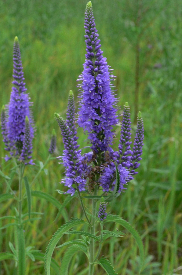 Image of Veronica longifolia specimen.