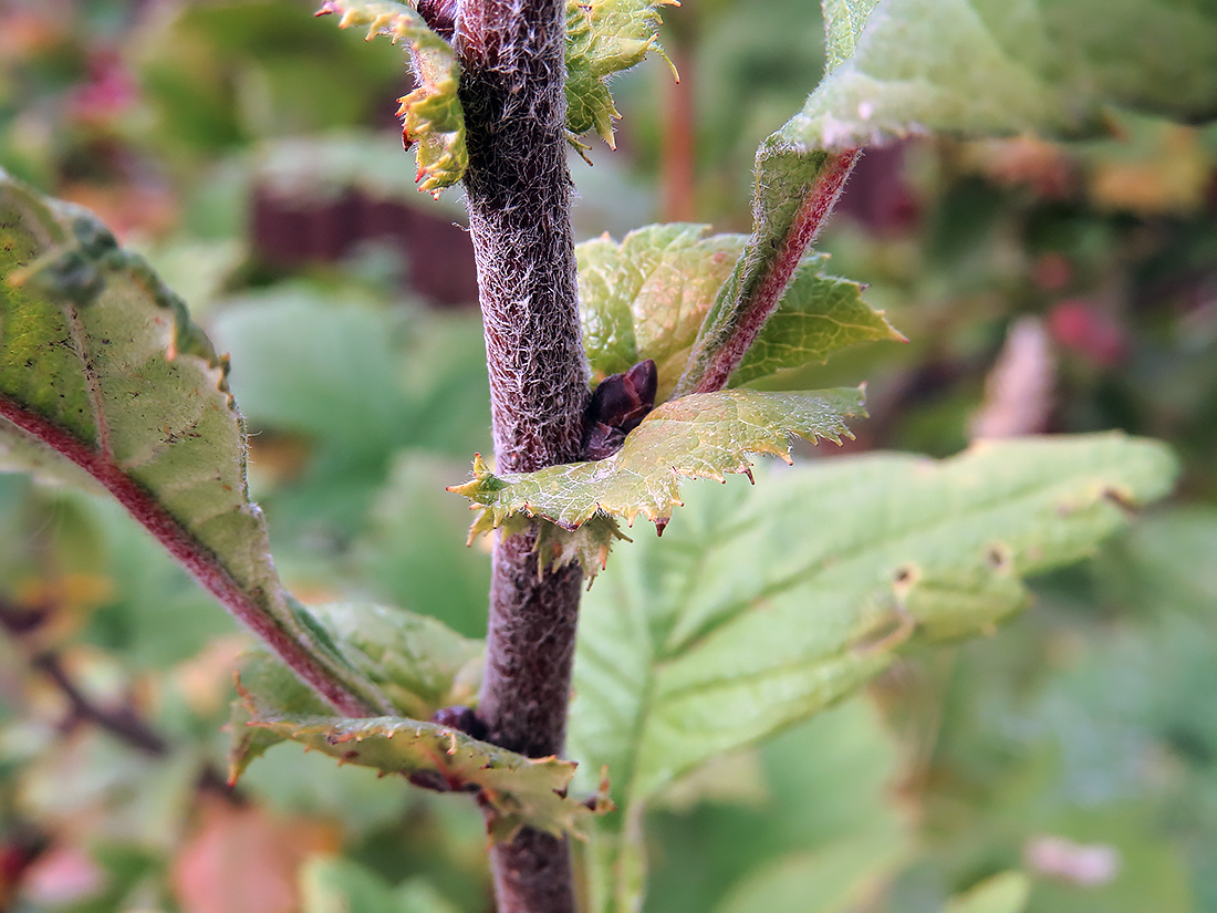 Image of Crataegus maximowiczii specimen.