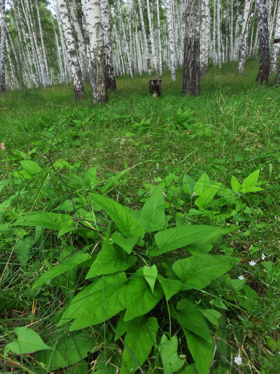 Изображение особи Viola jeniseensis.