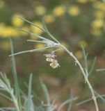 Gomphocarpus tomentosus. Верхушка веточки с соцветиями. Намибия, регион Khomas, ок. 40 км западнее г. Виндхук, \"Eagle Rock Guest Farm\"; плато Khomas, ок. 1900 м н.у.м., саванновое редколесье. 27.02.2020.