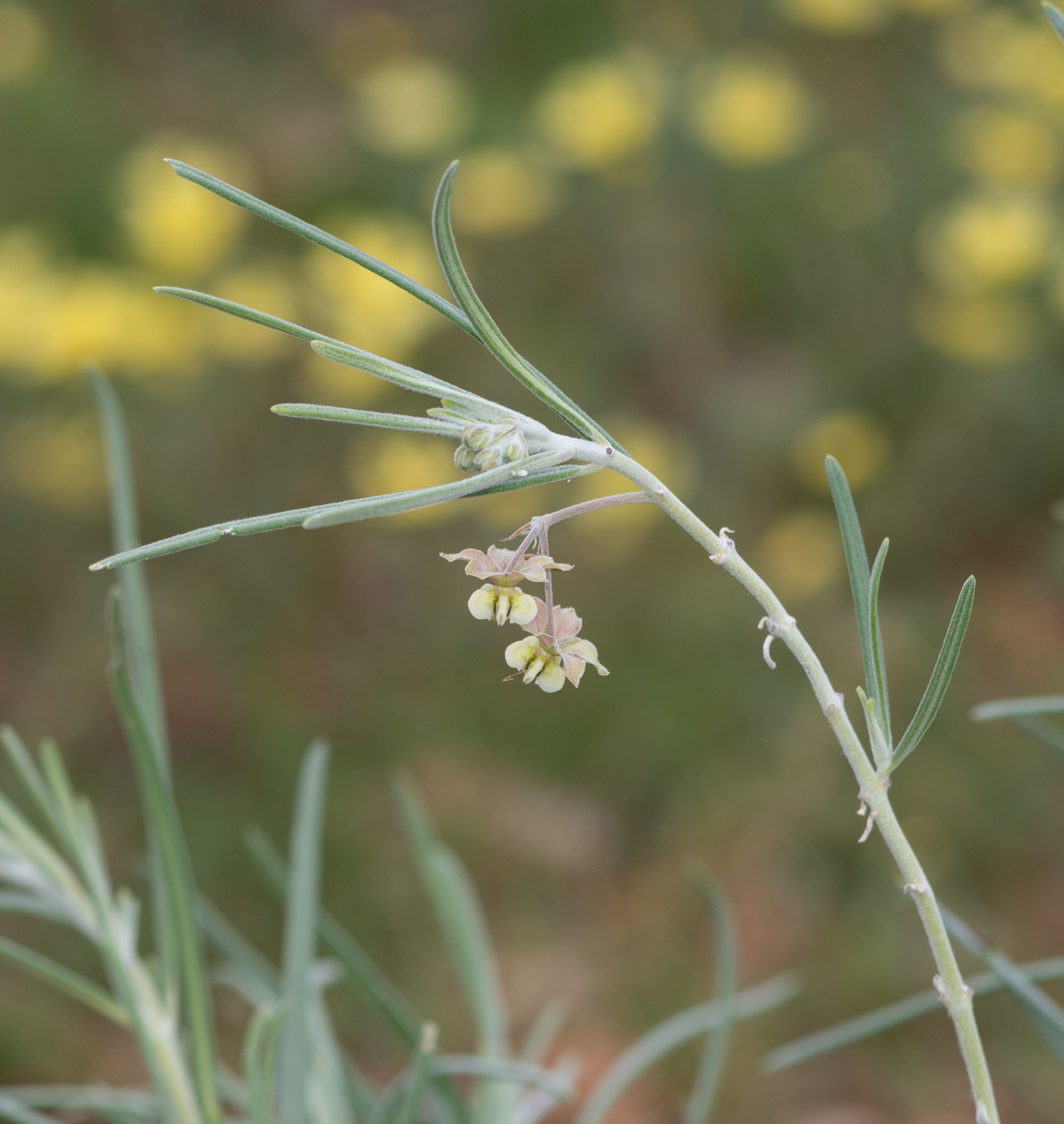 Изображение особи Gomphocarpus tomentosus.