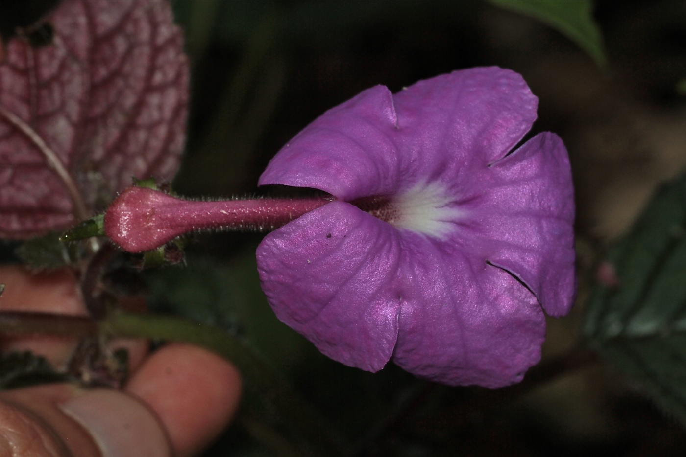 Image of Achimenes grandiflora specimen.