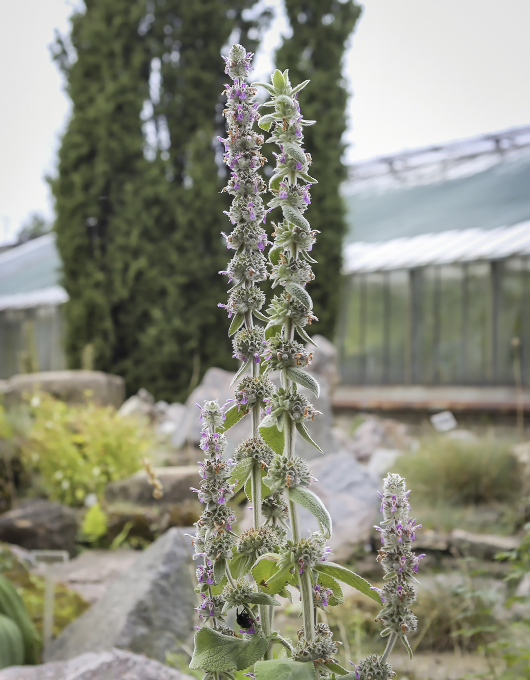 Изображение особи род Stachys.