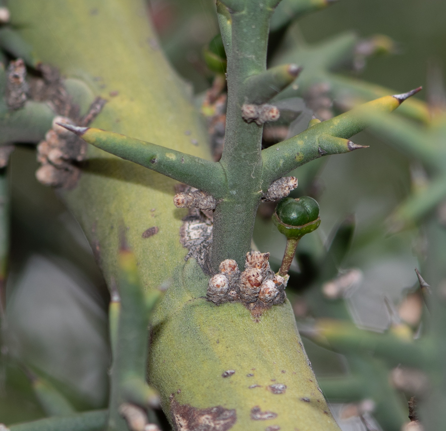 Image of Colletia spinosissima specimen.