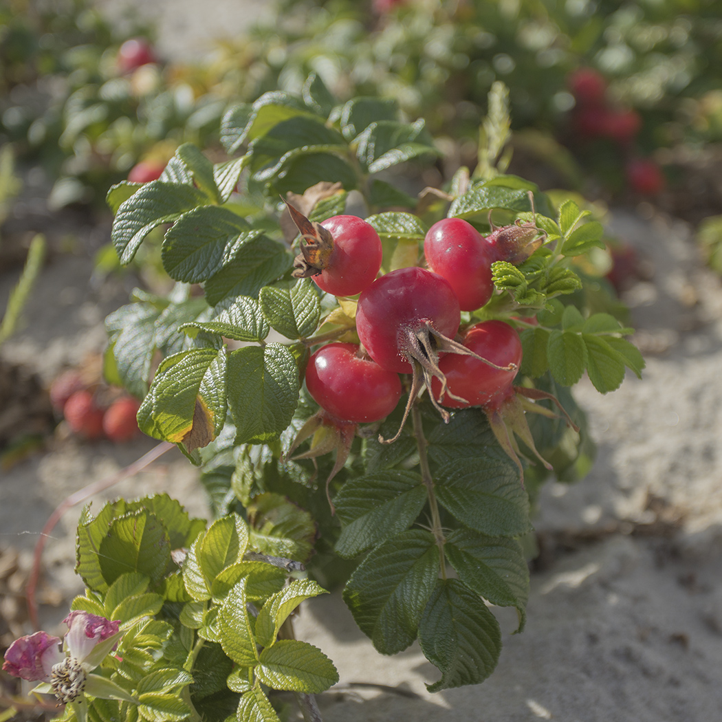Image of Rosa rugosa specimen.