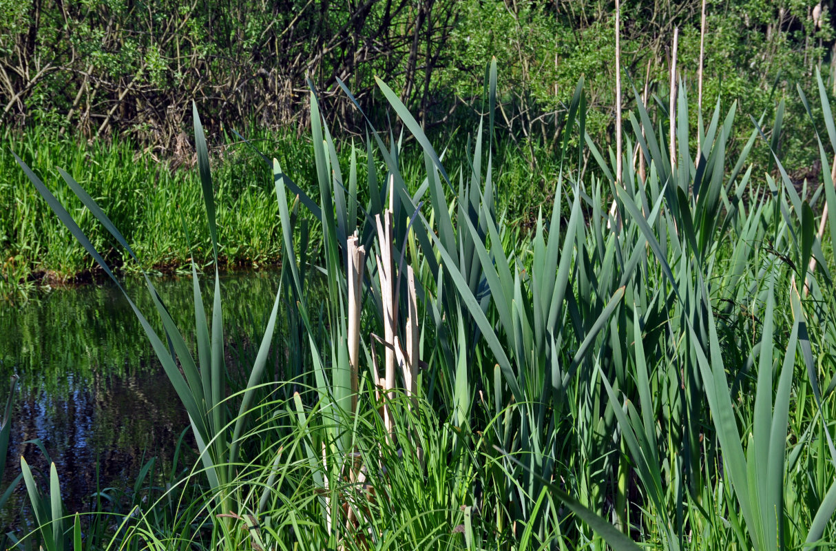 Image of Typha latifolia specimen.