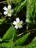 Cerastium davuricum. Верхушка растения с цветками с притаившимся цветочным пауком и плодом. Иркутская обл., Иркутский р-н, ур. Падь Еловая, заросшая разнотравьем просека в смешанном лесу между двумя склонами. 20.07.2020.