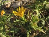 Scolymus hispanicus. Верхушка побега с соцветием. Хорватия, Дубровник, гора Srd, травянистый склон с одиночными кустарниками. 28 августа 2010 г.