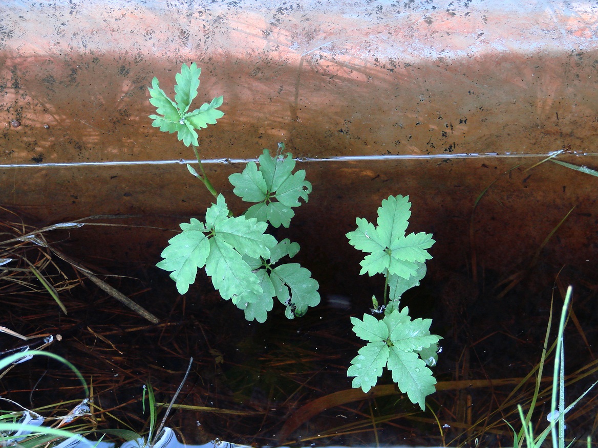 Image of Comarum palustre specimen.