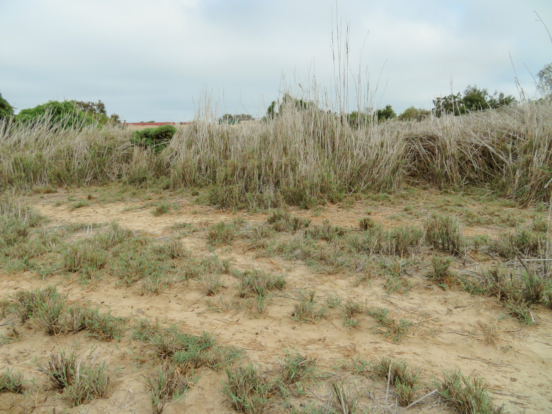 Image of genus Phragmites specimen.