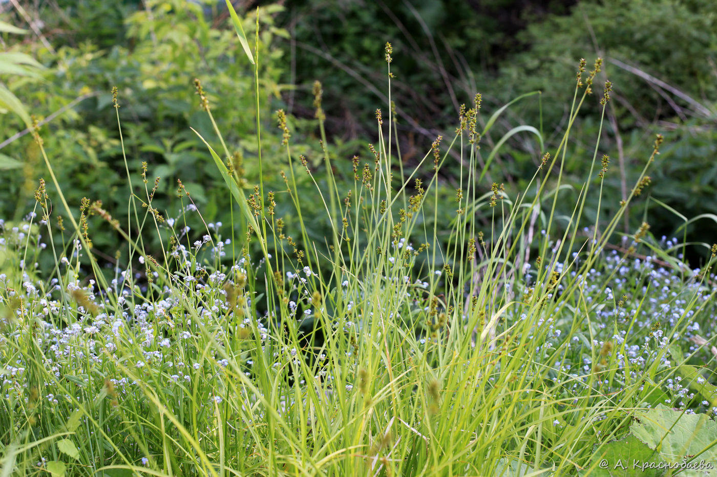 Изображение особи Carex muricata.